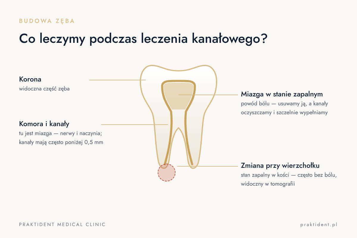Budowa zęba — co leczymy podczas leczenia kanałowego